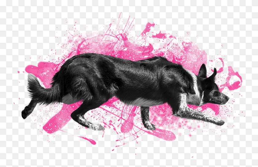760x485 Abaddon Dog Catches Something, Pet, Canine, Animal HD PNG Download