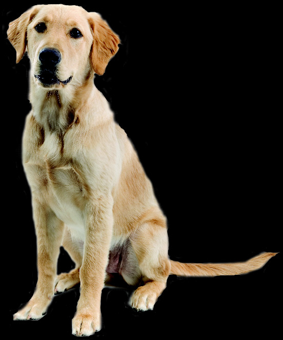 552x663 Abandoned Dog, Pet, Canine, Animal HD PNG Download