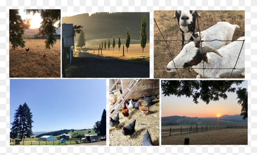 1100x631 Abbey Road Farm39s Mission Is To Celebrate The Bounty Collage, Chicken, Poultry, Fowl HD PNG Download