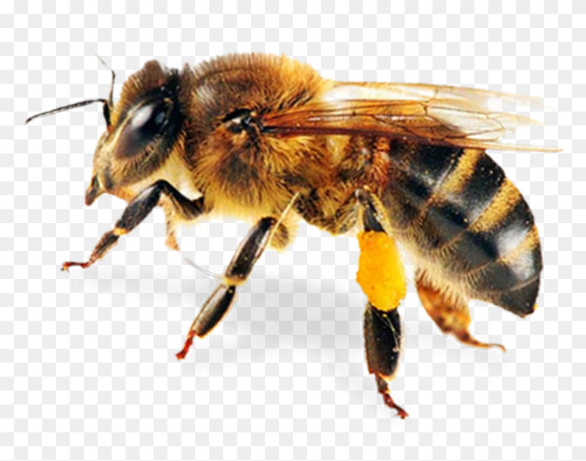 1134x875 Abeja Honey Bee Transparent, Bee, Insect, Invertebrate HD PNG Download