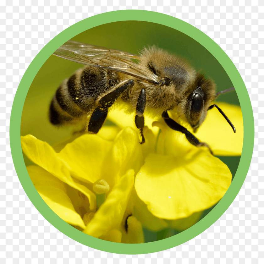 1262x1262 Abelha Honey Bee, Bee, Insect, Invertebrate HD PNG Download