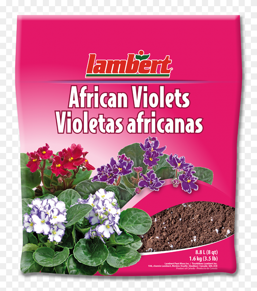 969x1107 Abonos Para Violetas Africanas, Растение, Цветок, Цветение Hd Png Скачать