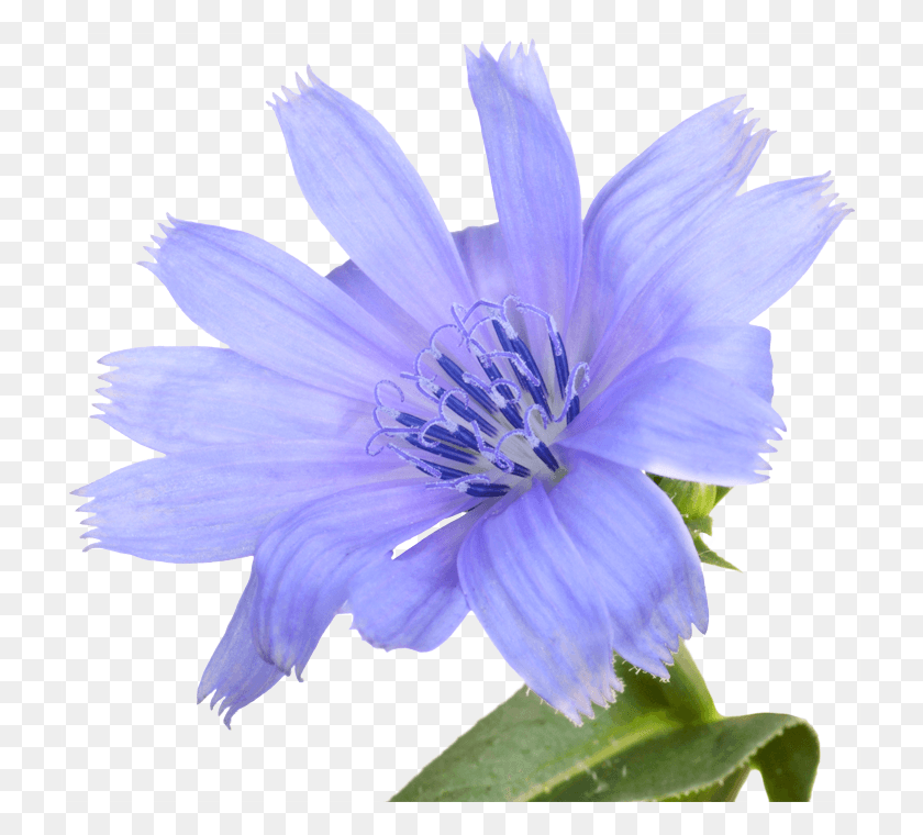 727x700 Цветочные Эссенции Баха Натуральный Синий Цветок, Растение, Пыльник, Цветение Png Скачать