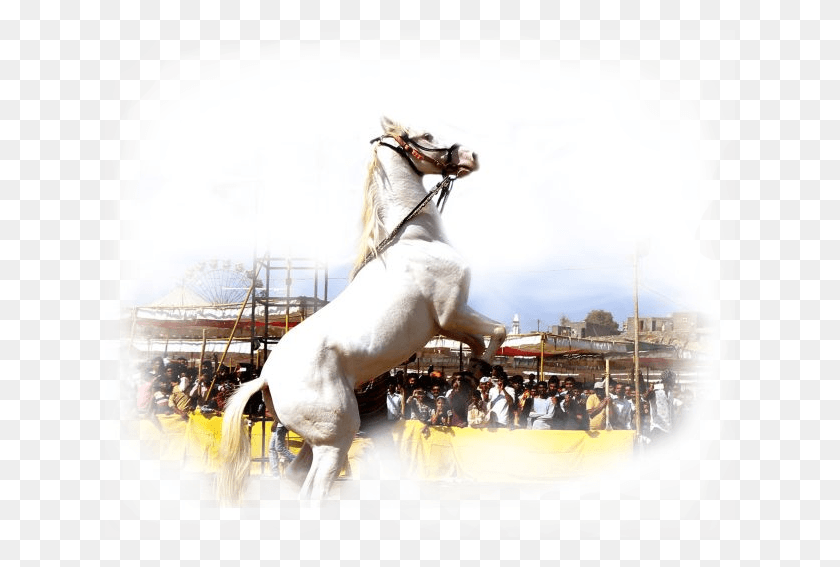 630x507 Фестивальный Жеребец Четак, Конный Спорт, Человек, Лошадь Hd Png Скачать