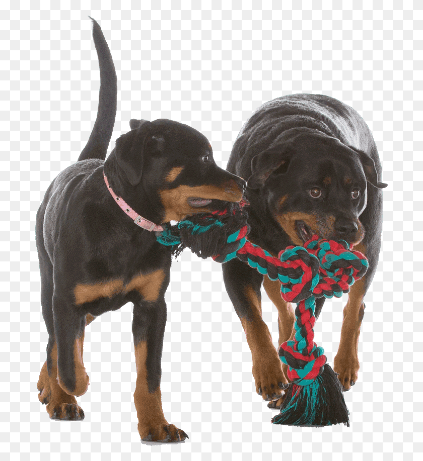 701x857 About Dobermann, Dog, Pet, Canine HD PNG Download