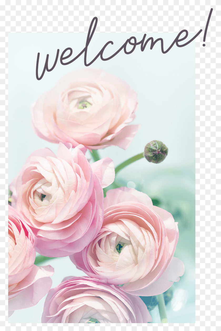 787x1209 About Holistica Welcome Garden Roses, Plant, Rose, Flower HD PNG Download