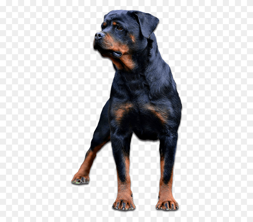 378x677 About Pacheco Rottweilers Giant Dog Breed, Pet, Canine, Animal HD PNG Download