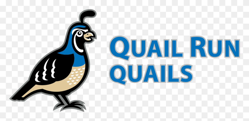 1291x578 About Quail Run Quail Run Elementary School Mascot, Bird, Animal, Jay HD PNG Download