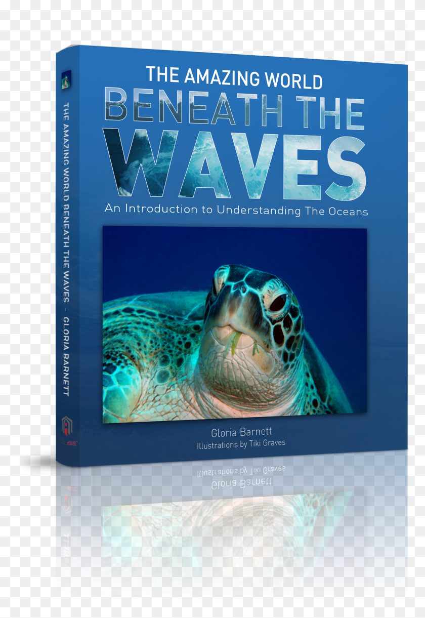 1357x2021 About The Book Amp Dvd Turtle, Tortoise, Reptile, Sea Life HD PNG Download