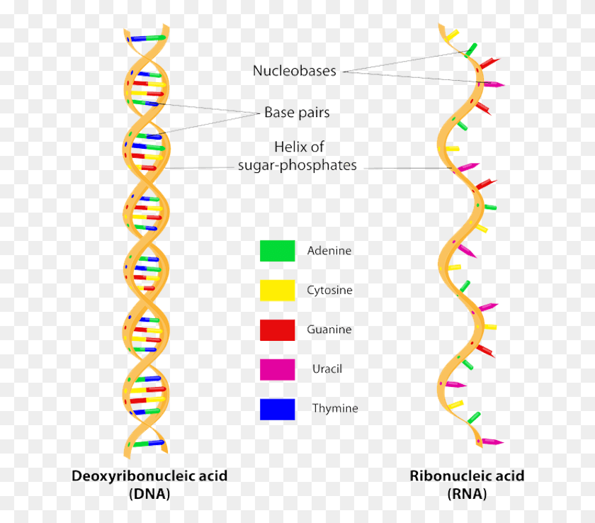 640x678 About The Mcat Structure Of Dna Amp Rna, Plot, Graphics HD PNG Download