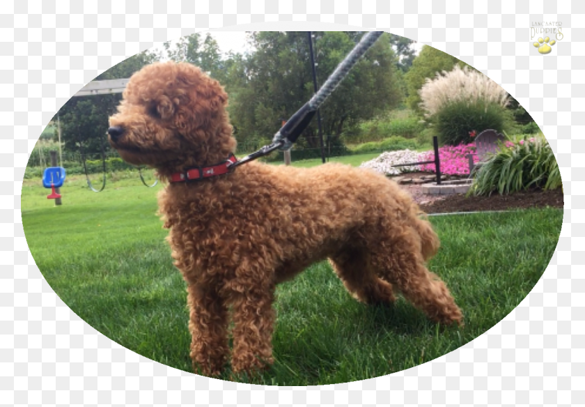 1097x738 About This Puppy Standard Poodle, Dog, Pet, Canine HD PNG Download