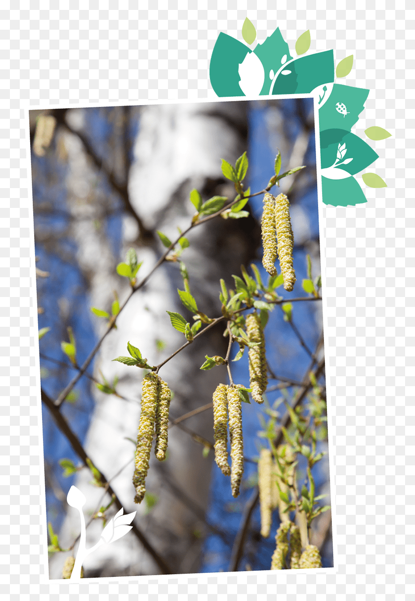 750x1154 About Treevitalise Organic Birch Water Hazel Alder, Plant, Tree, Leaf HD PNG Download