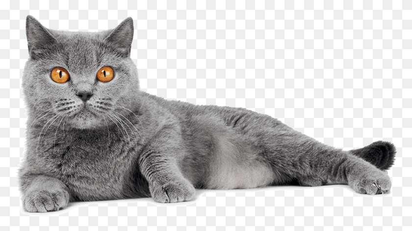 900x474 About Us, Cat, Pet, Mammal HD PNG Download