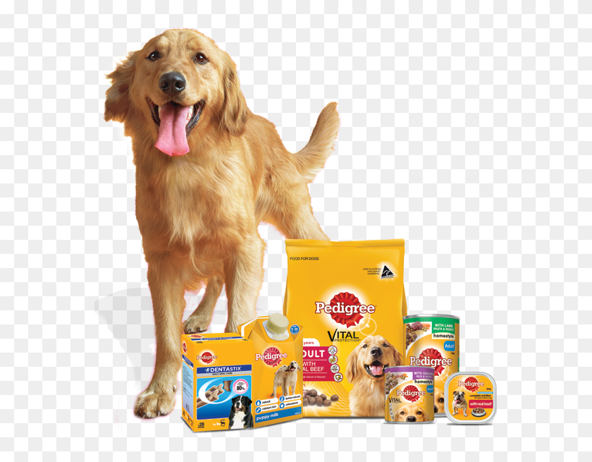 571x595 About Us Ares The Golden Retriever Pedigree Food Golden Retriever, Dog, Pet, Canine Descargar Hd Png