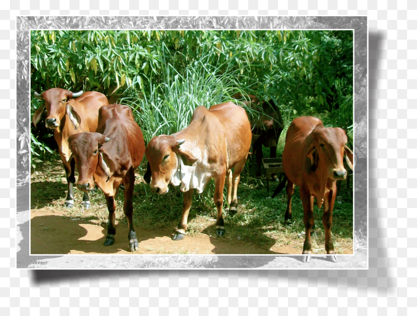 1074x797 О Нас Молочная Корова, Крупный Рогатый Скот, Млекопитающее, Животное Hd Png Скачать