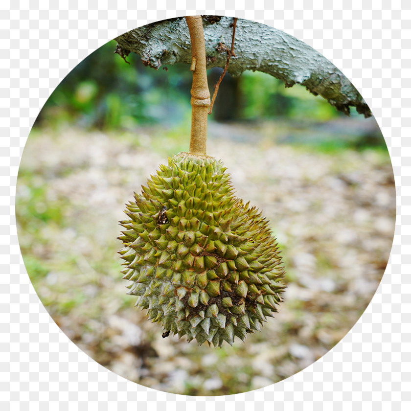 785x785 Descargar Png / Durian Durian, Fruta, Producir, Planta Hd Png