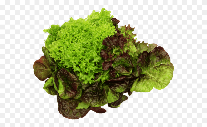 576x457 About Us Red Leaf Lettuce, Plant, Vegetable, Food HD PNG Download