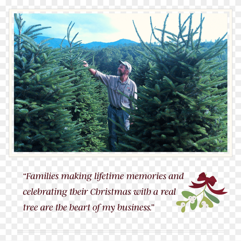 1141x1143 Aboutjoe Christmas Tree, Tree, Plant, Person HD PNG Download