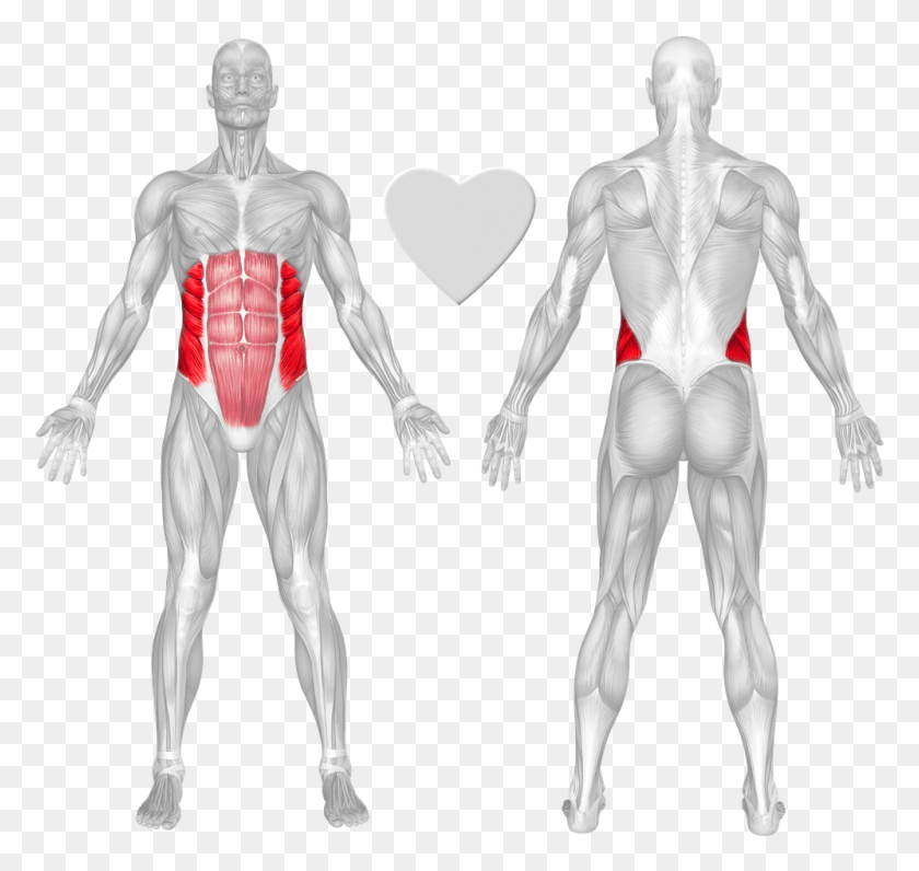 997x941 Abs Drawing Stomach Muscle Human Anatomy, Person, Torso, Pajamas HD PNG Download