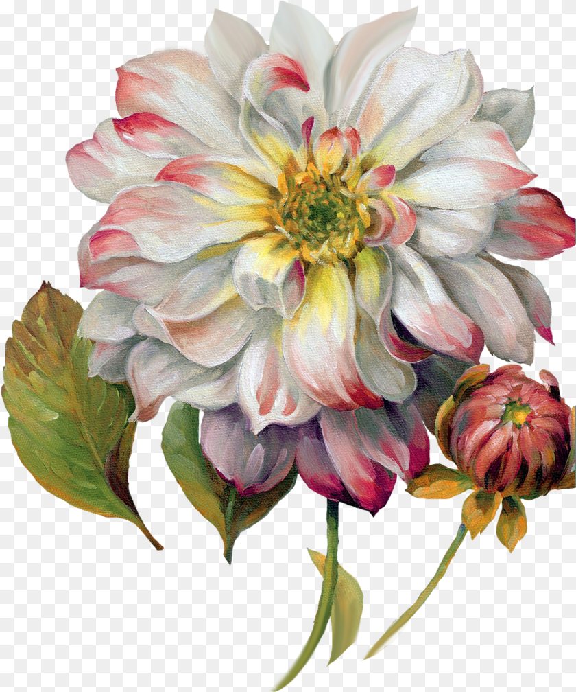 Abstract Flowers, Dahlia, Flower, Plant, Rose PNG