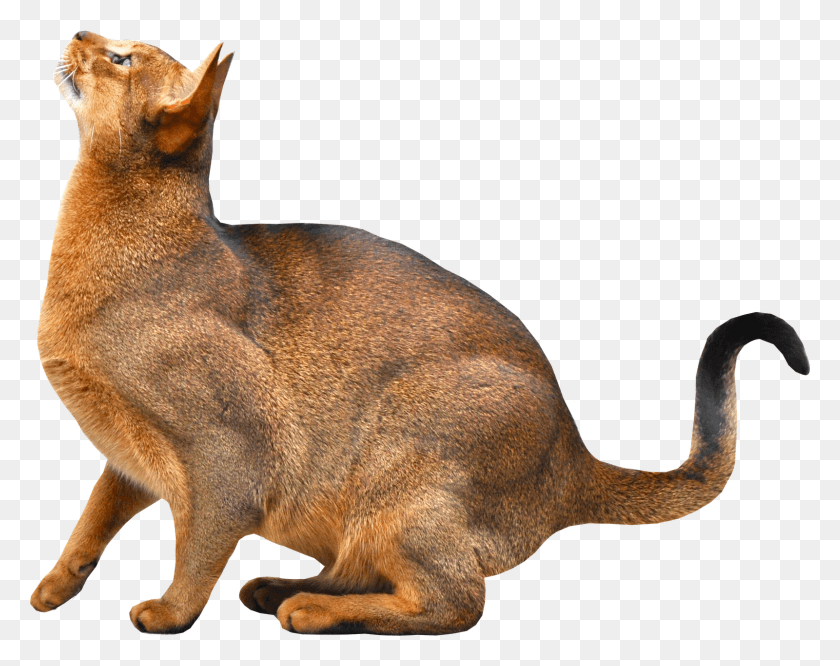 1600x1244 Abyssinian Cat Transparent Background Cat, Kangaroo, Mammal, Animal HD PNG Download