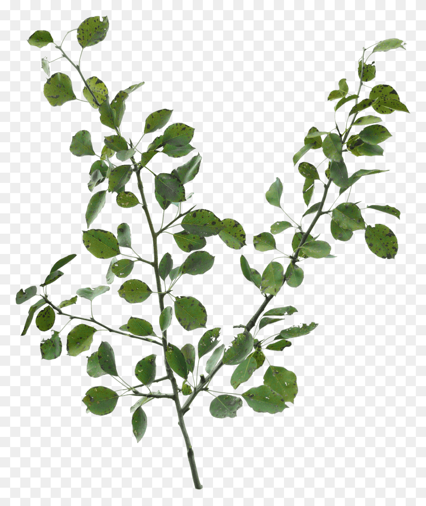 1657x1989 Акация Грегги, Растение, Лист, Цветок Hd Png Скачать