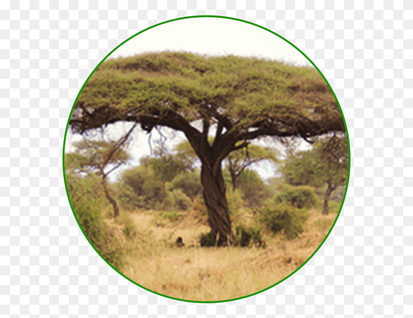 587x587 Acacia Gum Vachellia Tortilis, Tree, Plant, Vegetation HD PNG Download