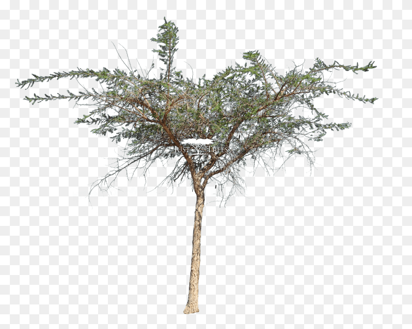 2868x2244 Acacia Sieberiana Var Woodii, Cross, Symbol, Tree HD PNG Download