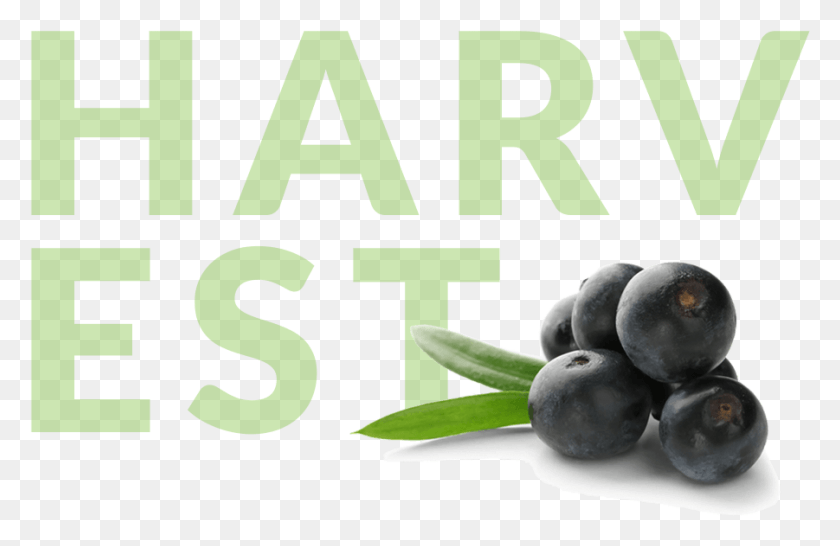 901x562 Acai Berries With Harvest In Background Blueberry, Plant, Fruit, Food HD PNG Download