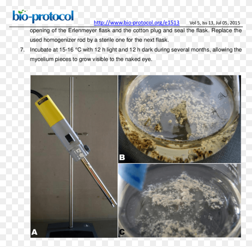 819x801 Accelerating Fungal Growth By Homogenization Of The Grow Mycelium In The Dark, Glass, Cooking Batter, Tabletop HD PNG Download