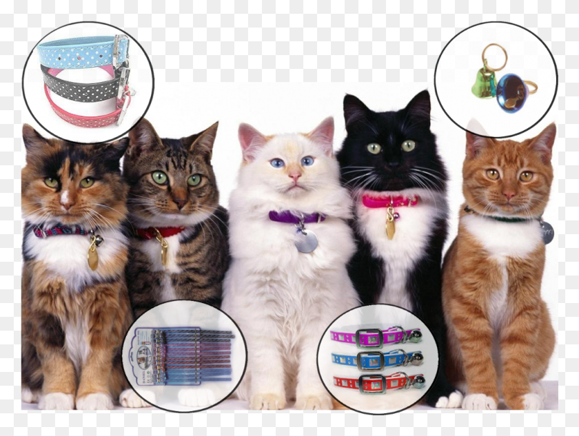 1015x746 Descargar Png Accesorios Para Gatos Cat All, Pet, Mammal, Animal Hd Png