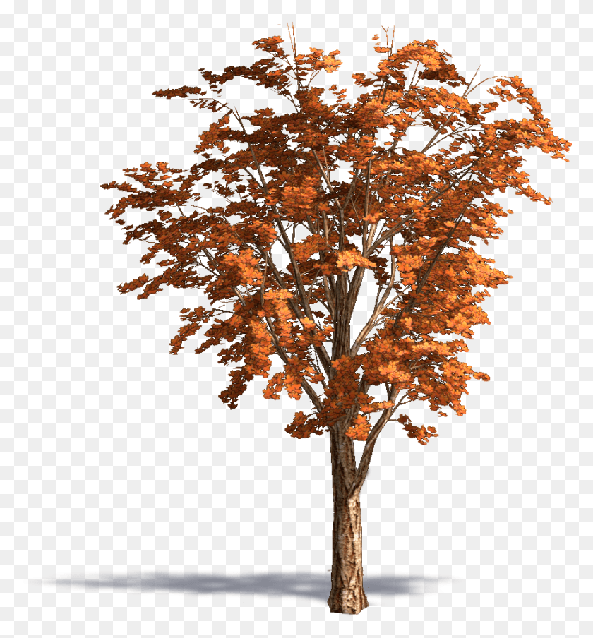869x941 Acer Acuminatum Осенний Клен, Дерево, Растение, Крест Hd Png Скачать