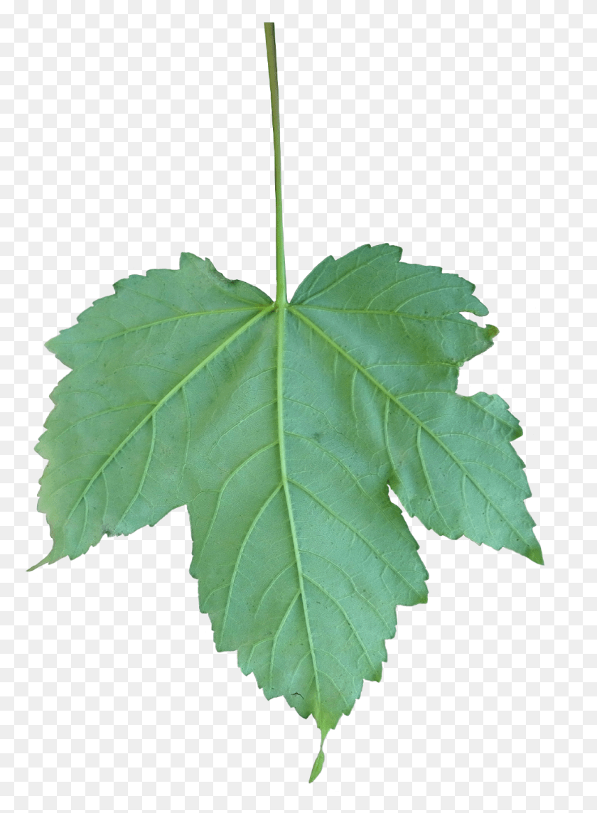 1020x1418 Acer Pseudoplatanus Leaf Acer Pseudoplatanus Leaf, Растение, Дерево, Кленовый Лист Png Скачать