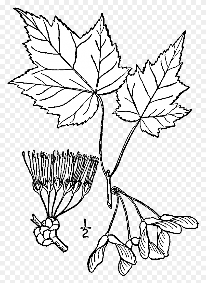 1394x1951 Acer Rubrum Рисунок Кленовый Лист Иллюстрация, Лист, Растение, Дерево Hd Png Скачать