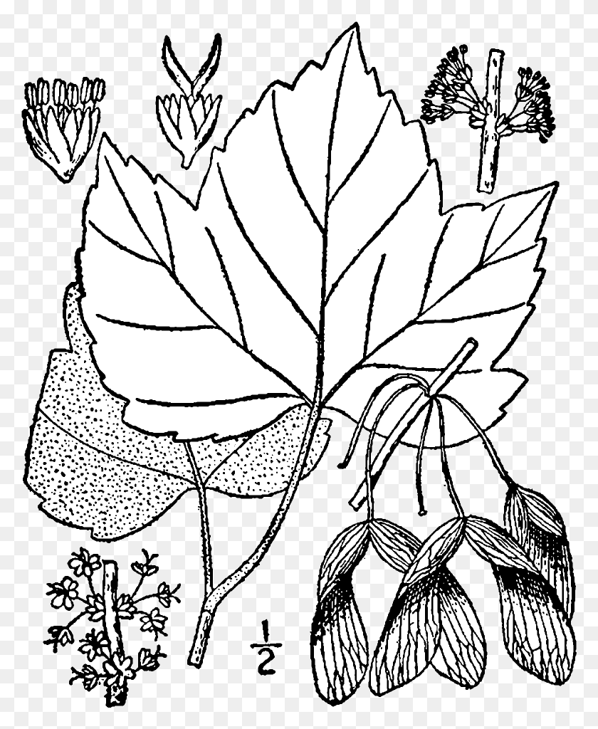 1560x1928 Acer Rubrum Drummondii Drawing Acer Pensylvanicum Drawing, Leaf, Plant, Tree HD PNG Download