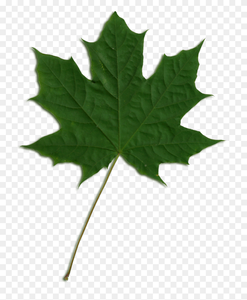 1764x2177 Acer Scanned Leaf, Plant, Tree, Maple HD PNG Download