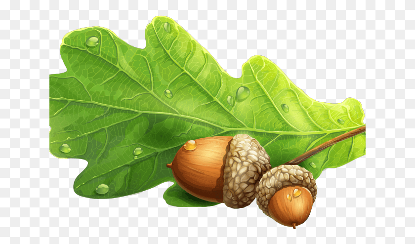 641x434 Acorn Clipart Oak Leaf Live Oak Acorns, Plant, Produce, Food HD PNG Download