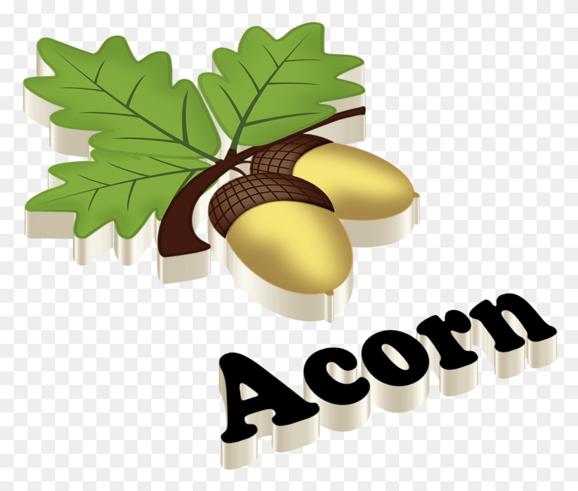 1078x904 Acorn Dimension Ahmad Name, Plant, Produce, Food HD PNG Download