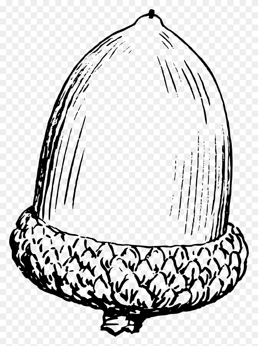 1756x2400 Acorn Drawing At Getdrawings Nut Black And White, Gray, World Of Warcraft HD PNG Download