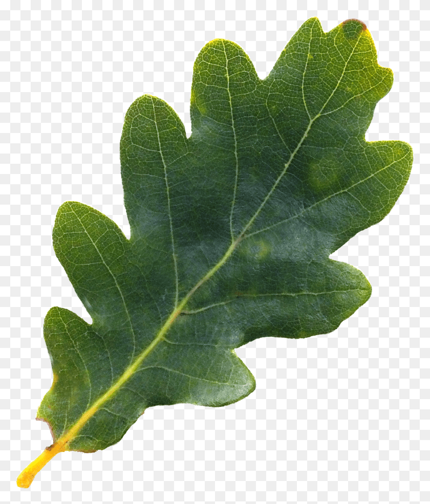 2057x2440 Acorn Leaf Oak Tree Leaves HD PNG Download