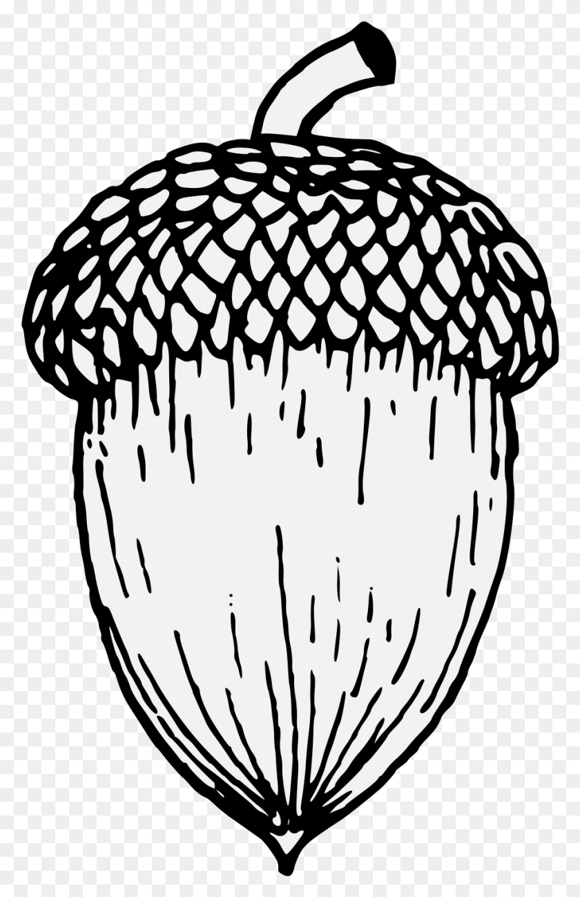 918x1458 Acorn Line Drawing Of An Acorn, Plant, Vegetable, Food HD PNG Download