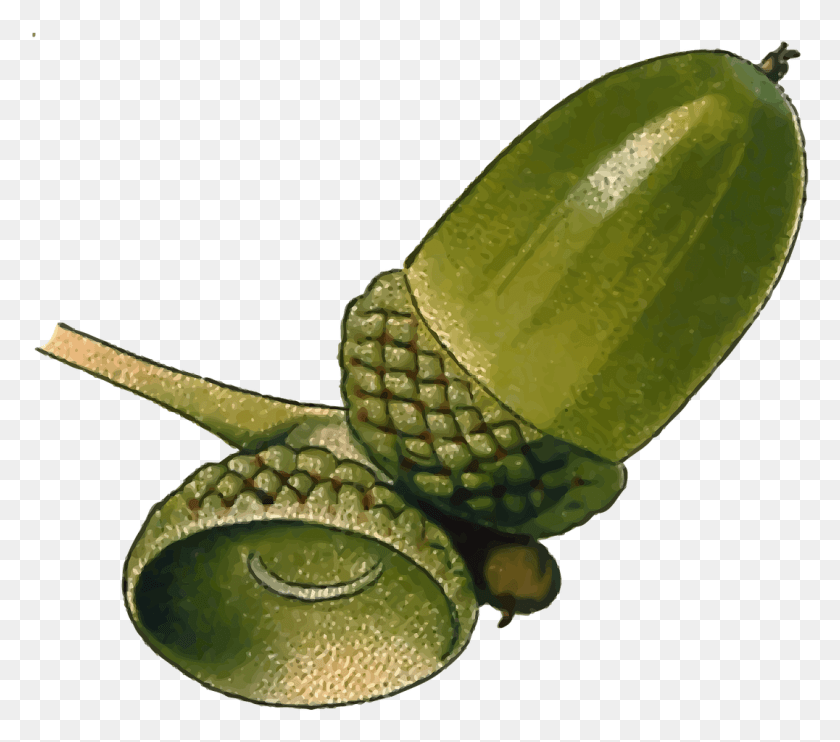 1076x941 Acorn Nut Oak Plant Seed Tree Image Oak Acorn Clipart, Snake, Reptile, Animal HD PNG Download