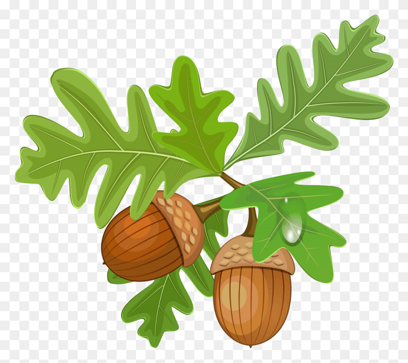 3384x2982 Acorn Oak Acorn Clipart, Plant, Nut, Vegetable HD PNG Download