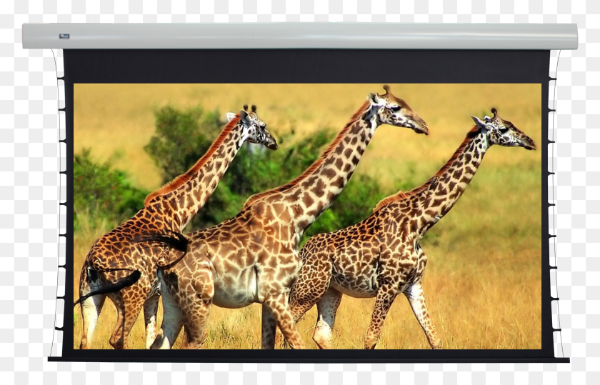2358x1450 Acoustically Transparent Screens Giraffe Spots HD PNG Download