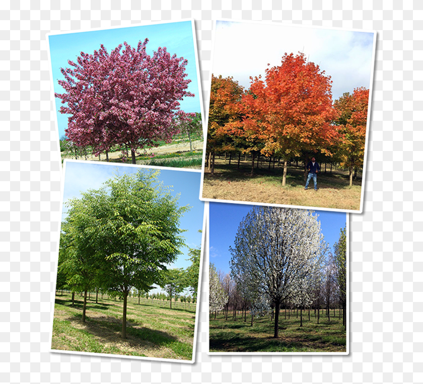 668x703 Acre Nursery Located On Maryland39s Eastern Shore We Swamp Maple, Collage, Poster, Advertisement HD PNG Download