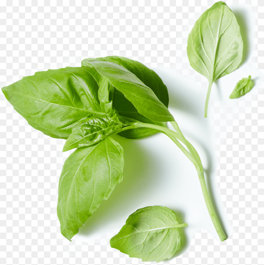 1519x1524 Acres Farms Spinach, Herbal, Herbs, Leaf, Plant Transparent PNG