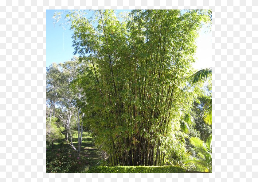 541x534 Acres Of Tropical Rainforest River Birch, Plant, Tree, Outdoors HD PNG Download