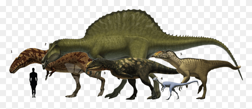 1178x458 Acrocanthosaurus Atokensis Velociraptor, Dinosaur, Reptile, Animal HD PNG Download