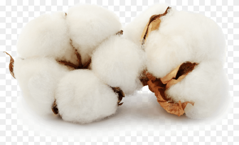 Acsa Cotton Clipart PNG