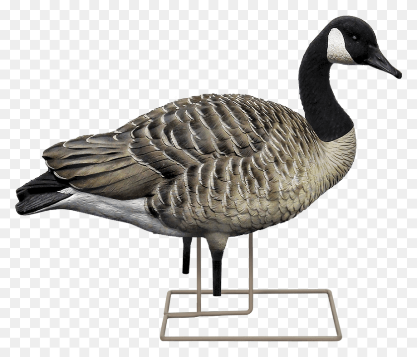859x726 Active Female Walker Canada Goose, Bird, Animal, Waterfowl HD PNG Download